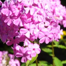 Phlox paniculata 'Little´s Sweet Giant'