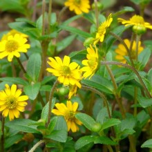 Sanvitalia procumbens 'Santanis'