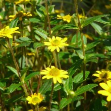 Sanvitalia procumbens 'Santanis'