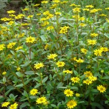 Sanvitalia procumbens 'Santanis'