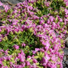 Saponaria hybr. 'Bressingham Hybrid'