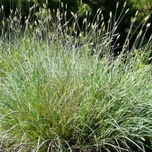 Sesleria nitida