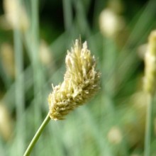 Sesleria nitida