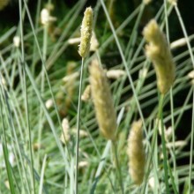 Sesleria nitida