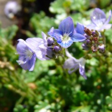 Veronica oltensis