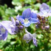 Veronica oltensis