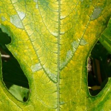Cucurbita pepo 'Goldline F1'