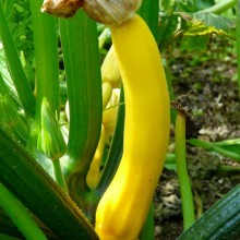 Cucurbita pepo 'Goldline F1'