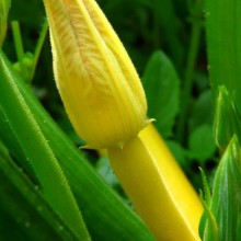 Cucurbita pepo 'Goldline F1'