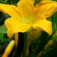 Cucurbita pepo 'Goldline F1'