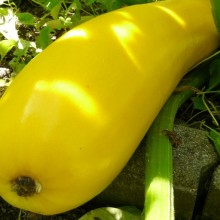 Cucurbita pepo 'Goldline F1'