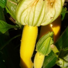 Cucurbita pepo 'Goldline F1'