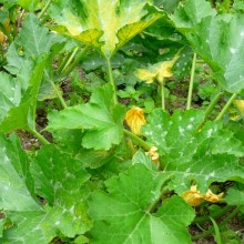 Cucurbita pepo 'Goldline F1'