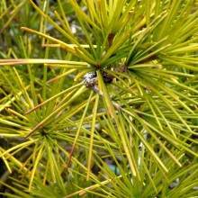 Sciadopitys verticillata 'Aurea'