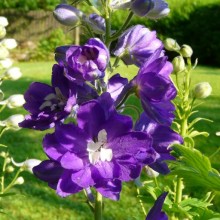 Delphinium x cultorum