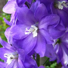 Delphinium x cultorum