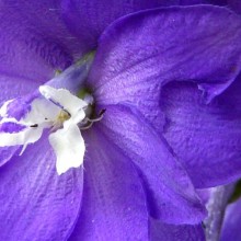 Delphinium x cultorum