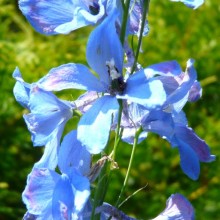 Delphinium x cultorum