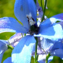 Delphinium x cultorum