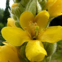 Verbascum densiflorum