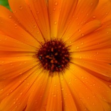 Calendula officinalis