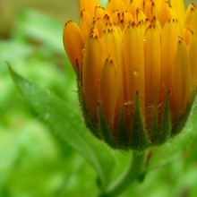 Calendula officinalis