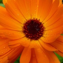 Calendula officinalis