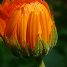 Calendula officinalis