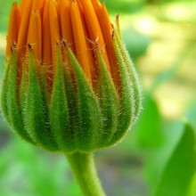 Calendula officinalis
