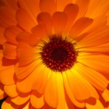 Calendula officinalis