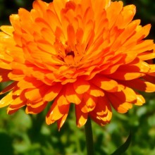 Calendula officinalis