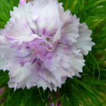 Dianthus barbatus