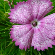 Dianthus barbatus