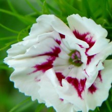 Dianthus barbatus