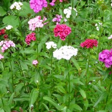 Dianthus barbatus