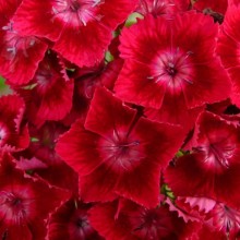 Dianthus barbatus