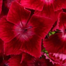 Dianthus barbatus