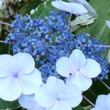 Hydrangea macrophylla 'Otaksa'