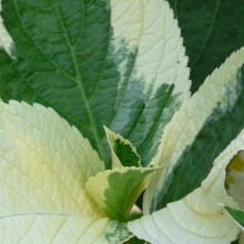 Hydrangea macrophylla 'Otaksa'