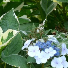 Hydrangea macrophylla 'Otaksa'