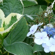 Hydrangea macrophylla 'Otaksa'