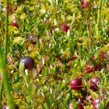 Oxycoccus macrocarpus