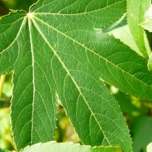 Liquidambar styraciflua 'Kirsten'