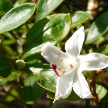 Rhododendron serrulatum