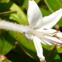 Rhododendron serrulatum