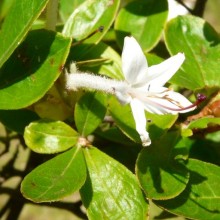 Rhododendron serrulatum