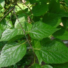 Celtis occidentalis pumila