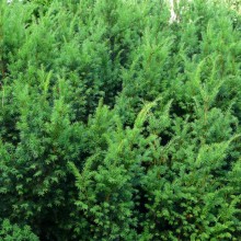 Taxus baccata