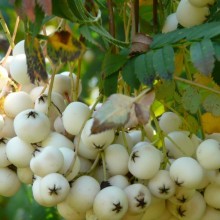 Sorbus koehneana | plody