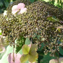 Hydrangea aspera 'Macrophylla'